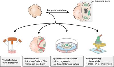 The Application of Brain Organoids in Assessing Neural Toxicity